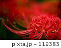 Crimson spider lily 2