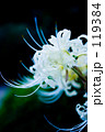 White spider lily 4