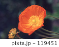 119451
