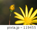 希望の星