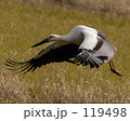 コウノトリ