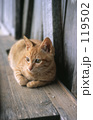 青春猫
