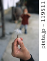 綿毛