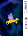 Butterfly on flower