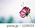 秋桜.