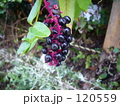 山葡萄