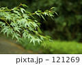もみじ