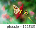 [Crimson]　秋桜.　Butterfly.銀塩.