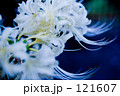 White spider lily