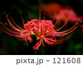 Crimson spider lily