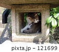 燈篭猫