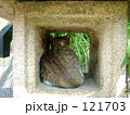 燈篭猫