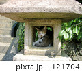 燈篭猫