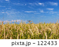 素材ナンバー 122433 : 「青空と稲穂」