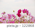 秋桜