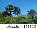 松と青空