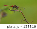 赤とんぼ