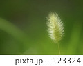ネコジャラシ