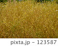 123587