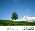 青空に立つ白樺