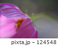 コスモス