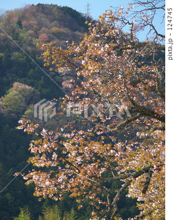 朝日を浴びる山桜 朝日を浴びる山桜