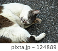 野良猫