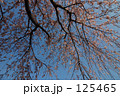 素材ナンバー 125465 : 「頭上の桜」 素材ナンバー 125465 : 「頭上の桜」