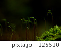 素材ナンバー 125510 : 「夜の森」
