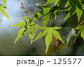 もみじ