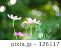 メルヘンチック