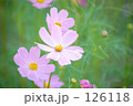 秋桜01