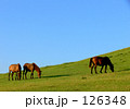 都井岬の野生馬