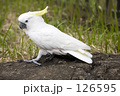 白い鳥