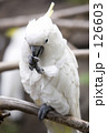 イッショウケンメイ