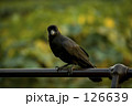 こっちを見てる鳥