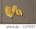 Autumn Leaves 2007