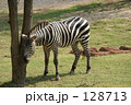 シマウマ。。