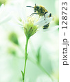 蜂