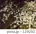 白いおはな