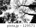 木のシルエット