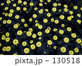 ダリア