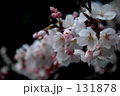 浮き桜 浮き桜