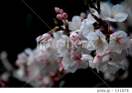 浮き桜