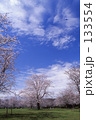 大空桜