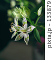 曙草