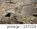 月の輪猫