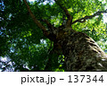 白神山地 マザーツリー