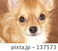 うるうるオメメ