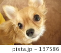 くりくりオメメ